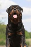 ROTTWEILER 298